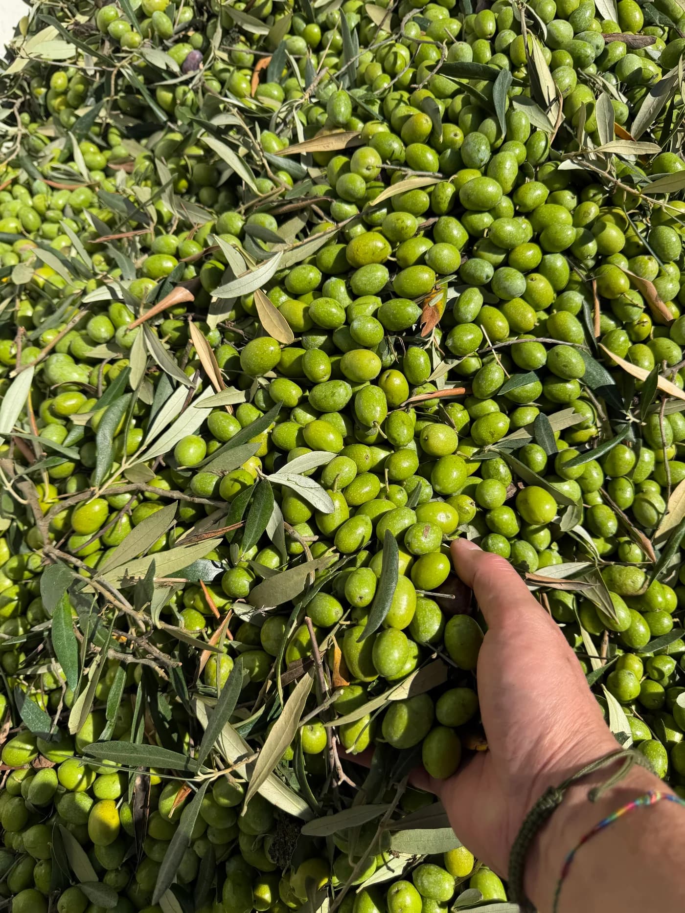 A handful of freshly harvested green olives among olive leaves